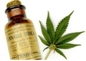 cannabis olio mamme a spillo