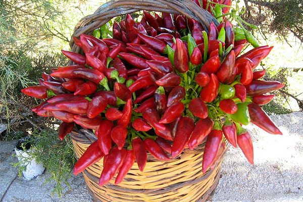 peperoncino rosso mamme a spillo prova costume
