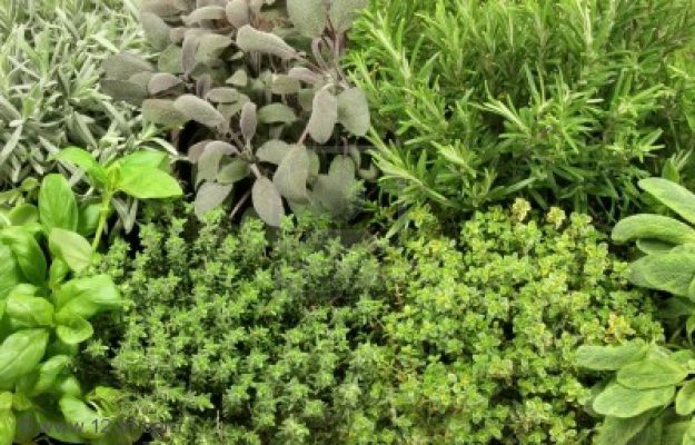 riimedi prova costume erbe aromatiche mamme a spillo