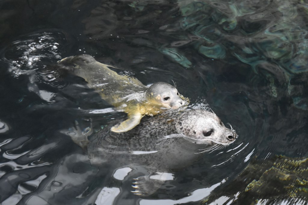 baffo-acquario-genova