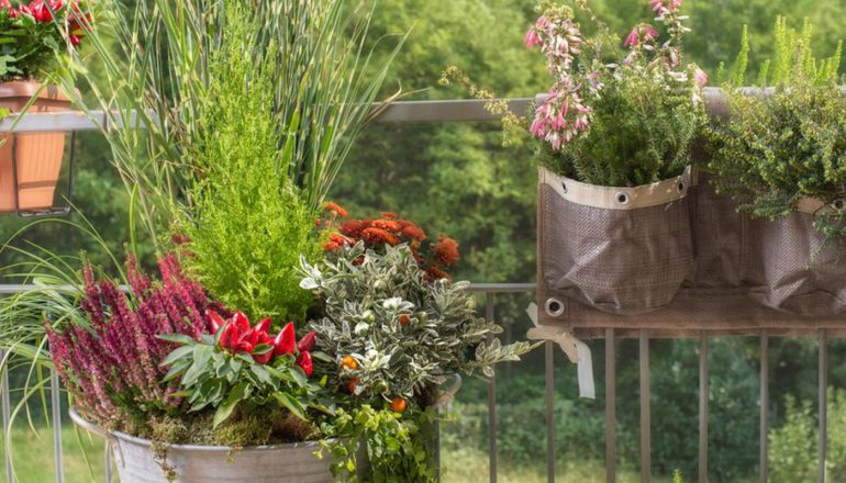 Balcone D Autunno Le 10 Piante Piu Belle Da Coltivare A Settembre